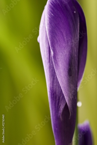 Crocus photo