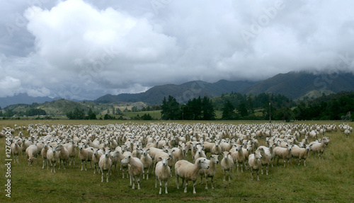 Schafe warten auf Futter