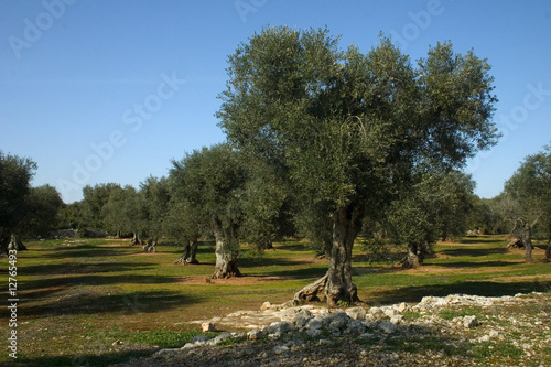 albero ulivo 10
