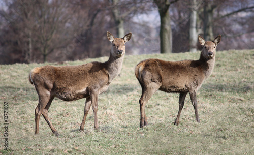 Fototapeta Naklejka Na Ścianę i Meble -  A Pair of Wild Deer.