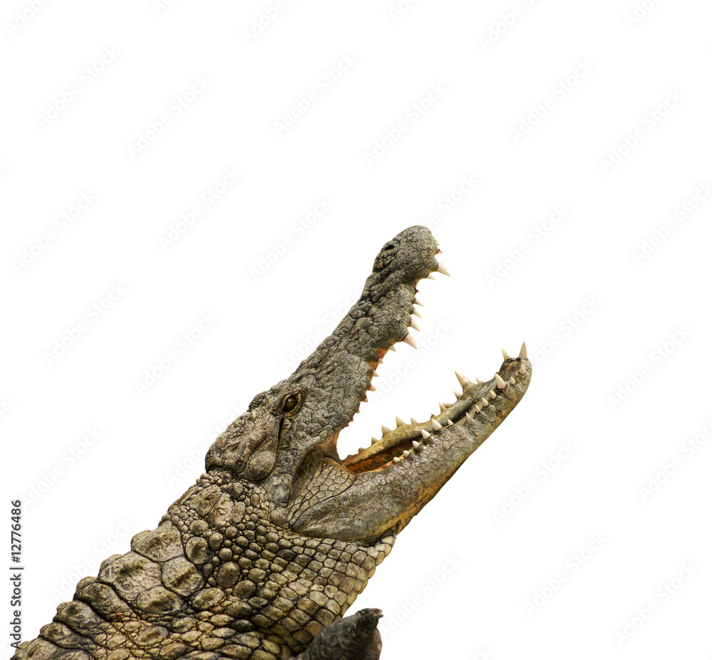 Fototapeta premium Alligator will fressen