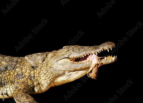 Krokodil und sein Opfer