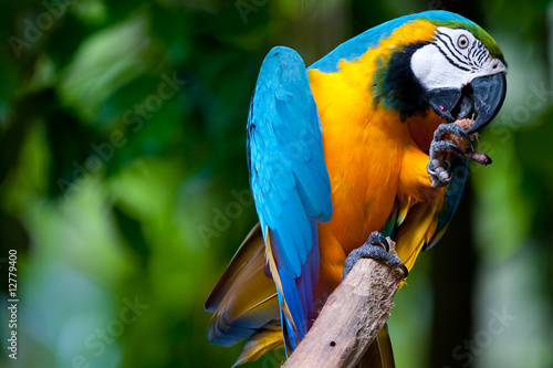 Parrot