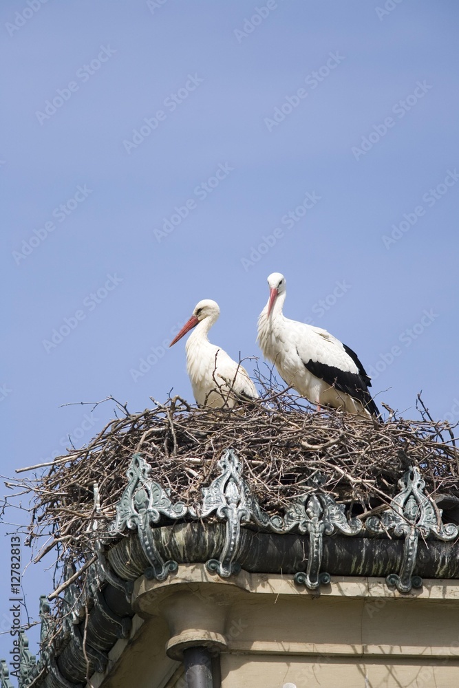 Fototapeta premium storks