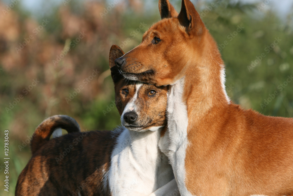 calin de deux basenji vu de pres à la campagne