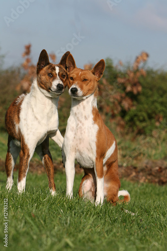 pose caline d'un couple de basenji à la campagne