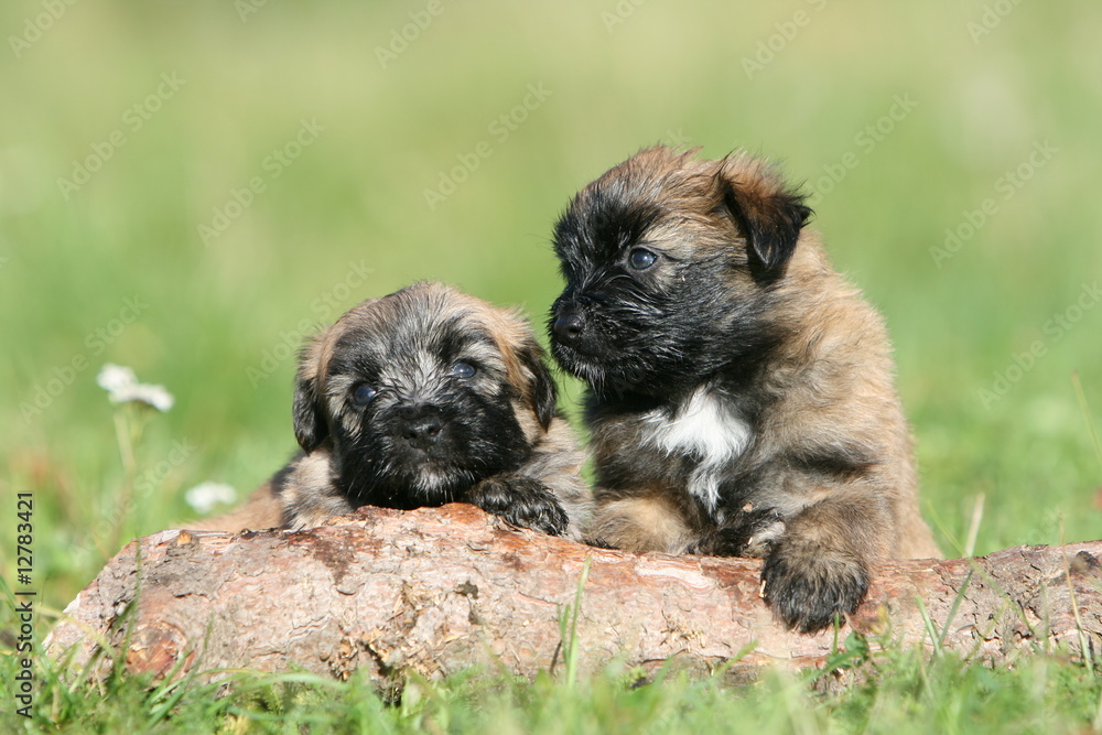 moment tendresse pour deux chiots bergers des pyrénées moment tendresse pour deux chiots bergers des pyrénées