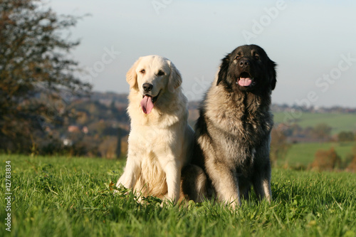 pose fière de deux chiens adultes en campagne vu de face