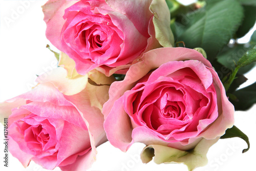 Bouquet of pink roses.