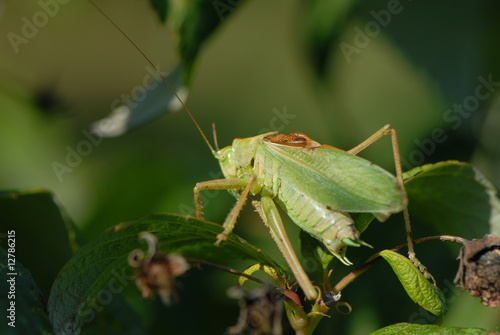 pasikonik, grasshopper