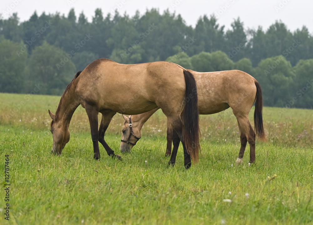 Pasturing horses