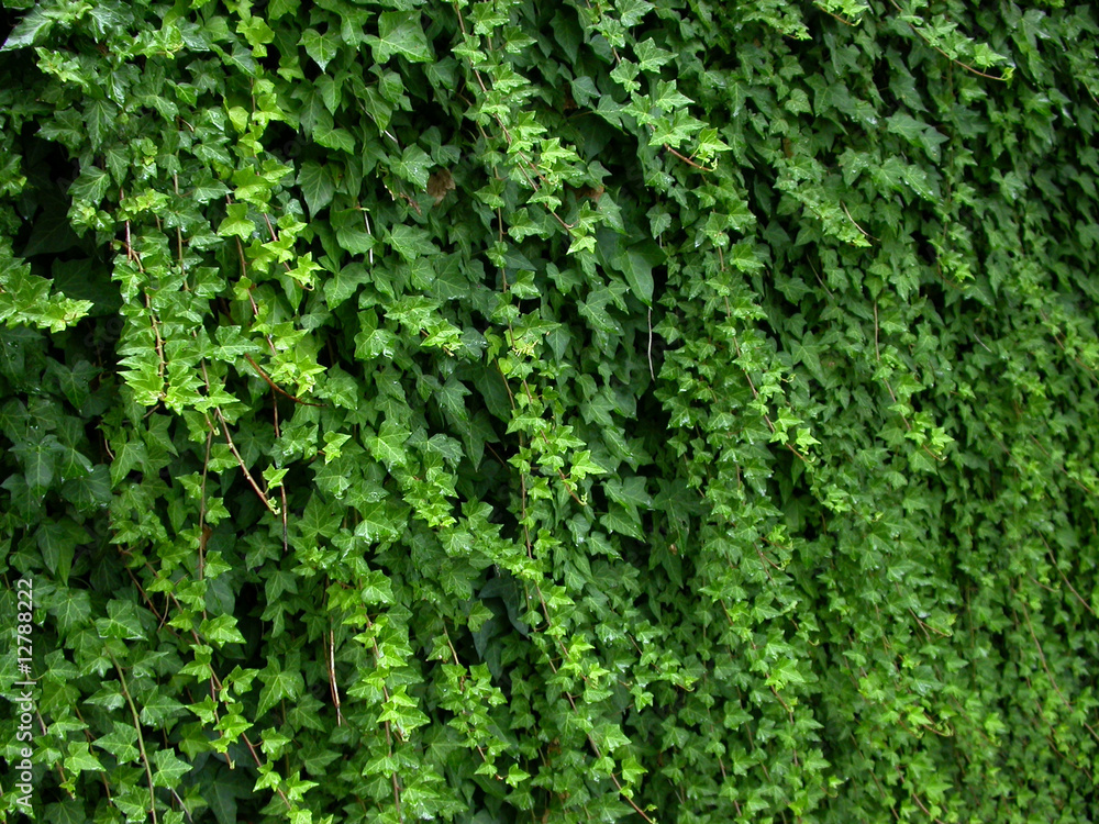 hedge hedge