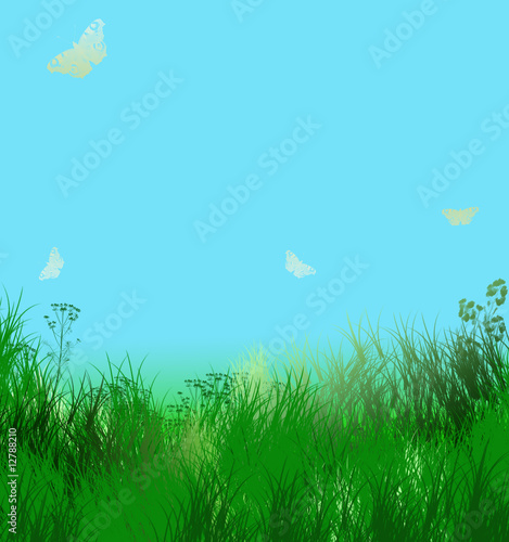 Herbes vertes et ciel bleu