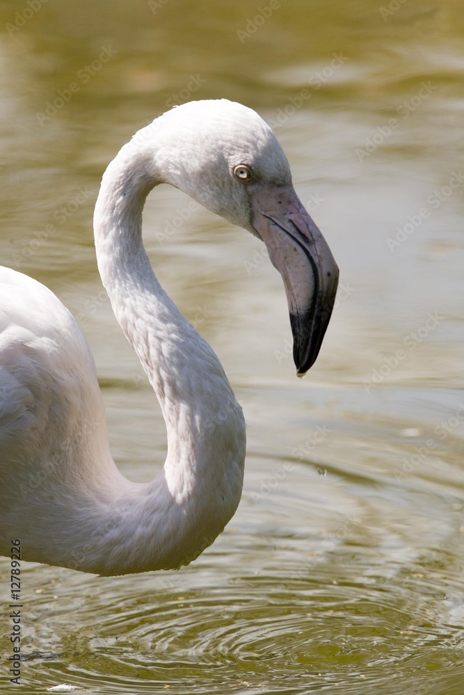 Obraz premium flamingo