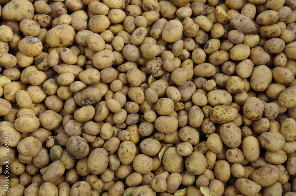 Futterkartoffeln Futterkartoffeln