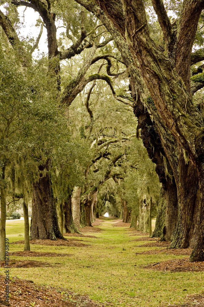 Fototapeta premium Tunnel of Oaks