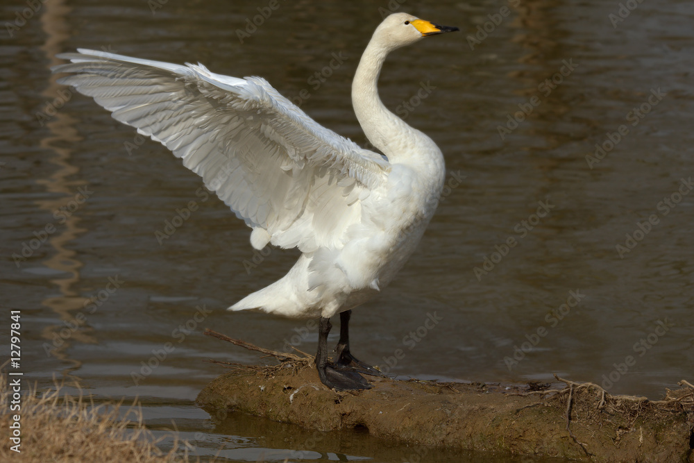 Fototapeta premium Cigno
