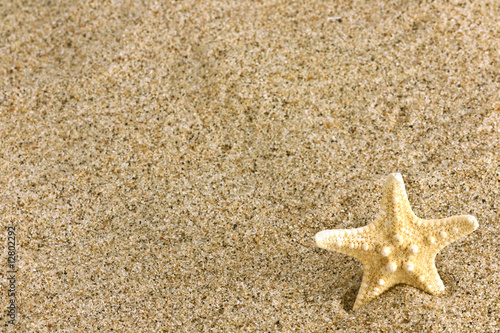 sand and starfish