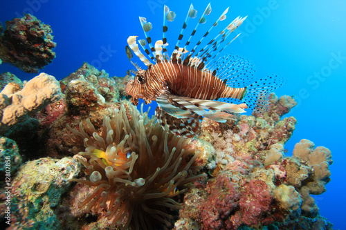 Lionfish and Anemone
