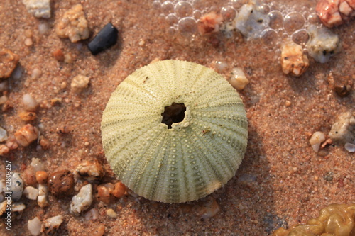 Inneres Kalkskelett eines Seeigels am sandigen Strand