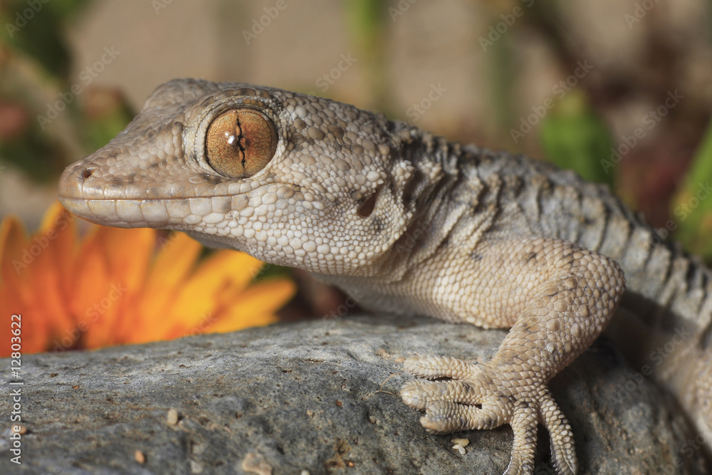 Naklejka premium Tarentola mauritanica (gecko)