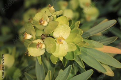 Euphorbia obstusifolia