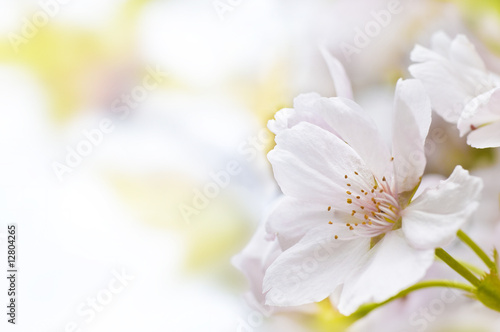 Schilderij op canvas Kirschblüte