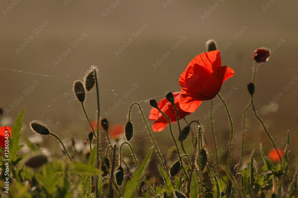 Obraz premium poppies