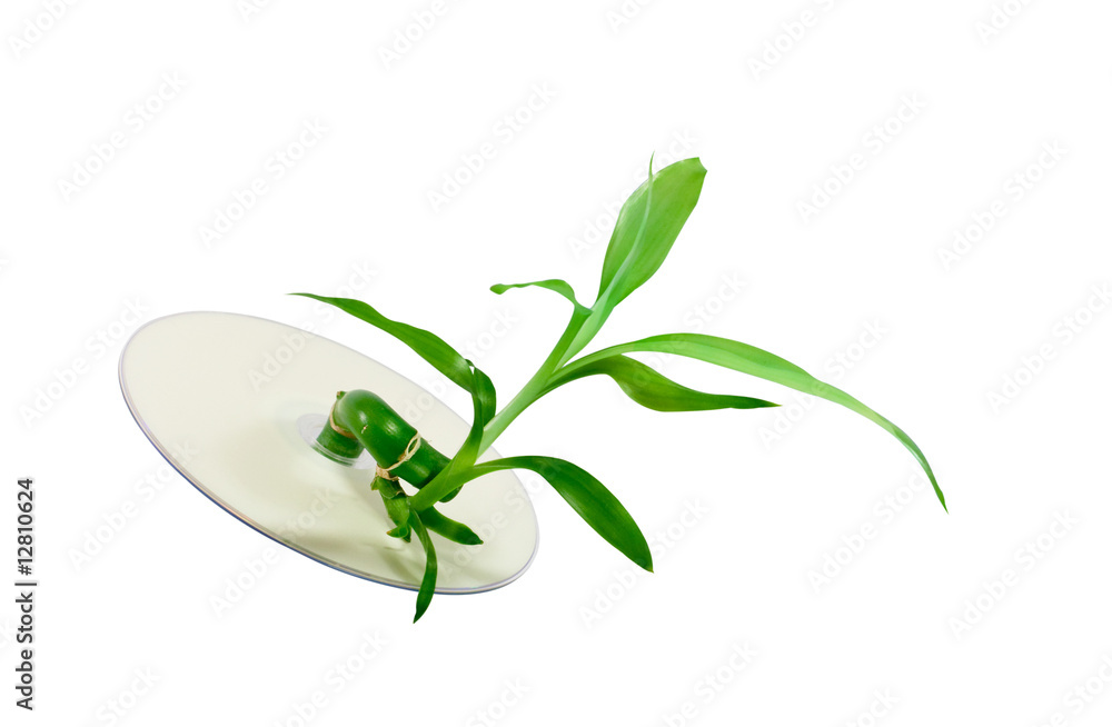 Obraz premium bamboo sprout growing through compact disc, isolated over white