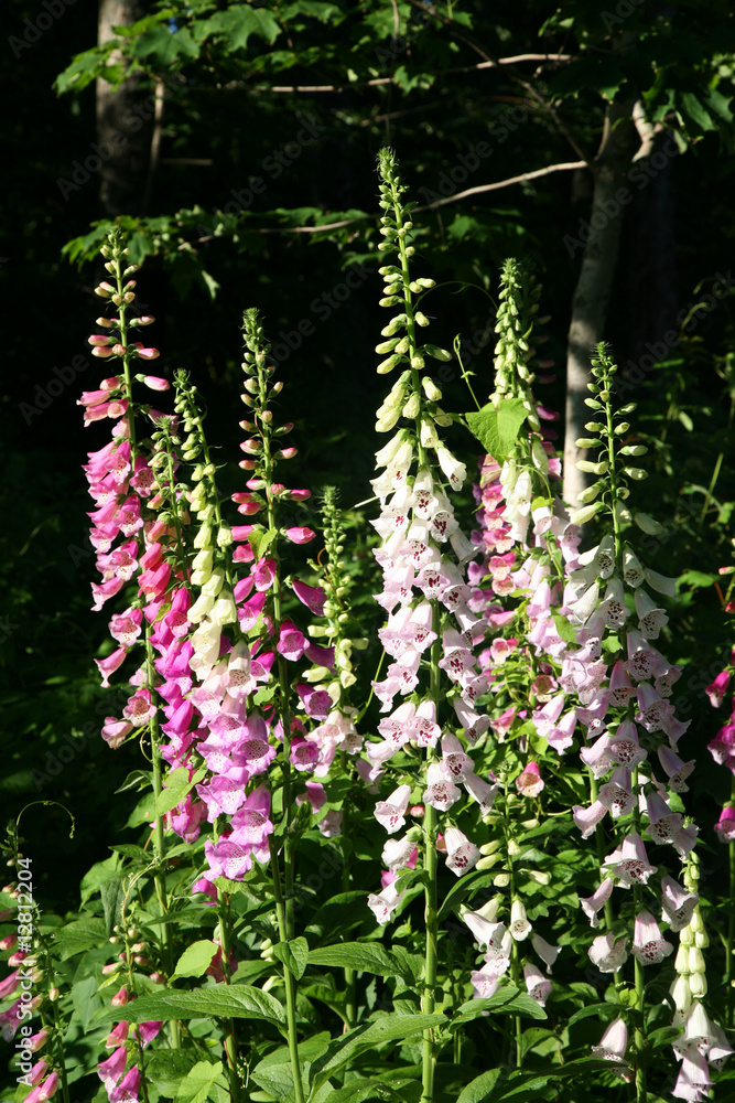 Obraz premium Perennial Foxgloves