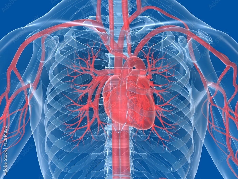 brustkorb mit herz StockIllustration Adobe Stock