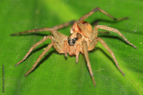 Barn funnel weaver spider - Tegenaria Agrestis