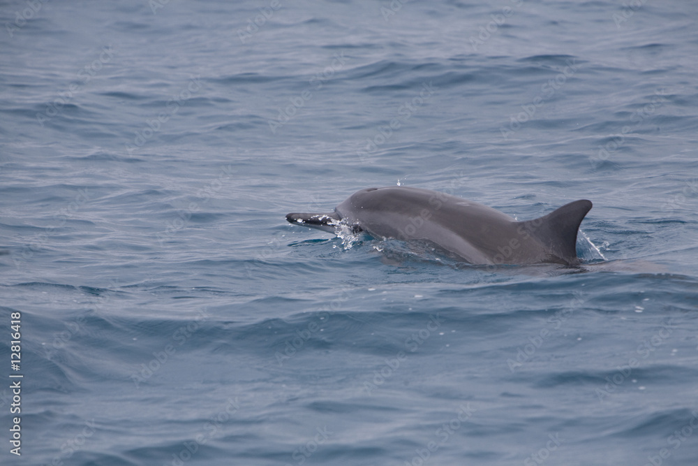 Obraz premium Pacific Spinner Dolphin Jumping 0262