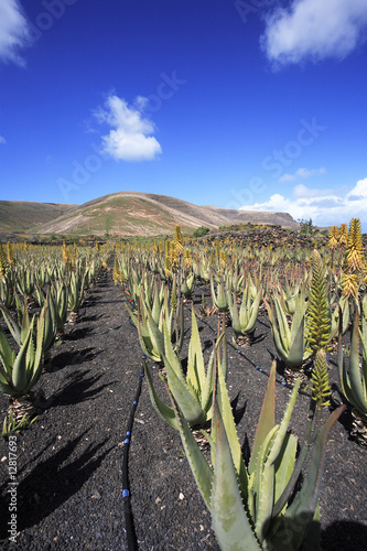 Culture d'Aloe vera (Barbadensis miller)