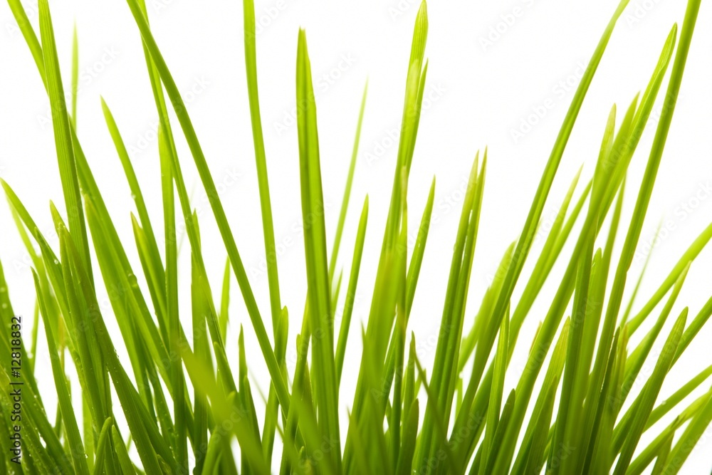 Young juicy green grass Young juicy green grass