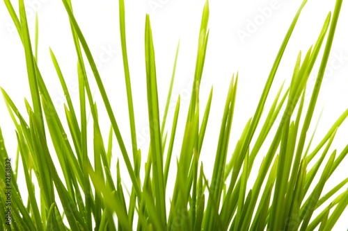 Young juicy green grass