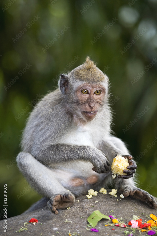 Monkey Close up Portrait