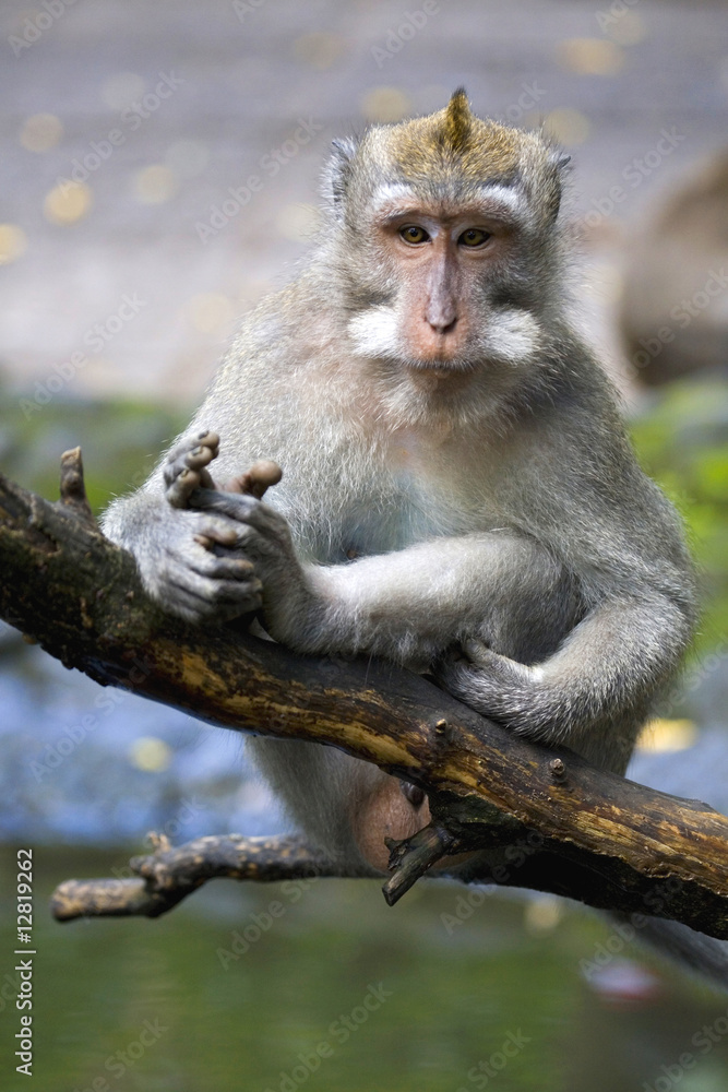 Monkey Close up Portrait Monkey Close up Portrait