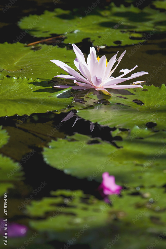Beautiful Pink water-lily and its reflection Beautiful Pink water-lily and its reflection