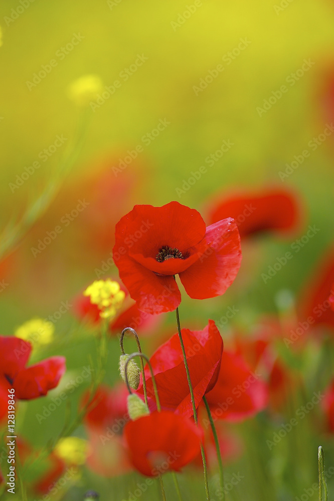 Obraz premium Poppies in a fresh flower field in Italy