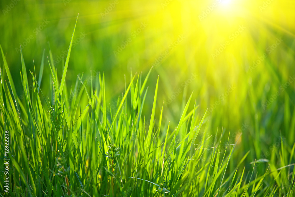 Obraz premium spring grass