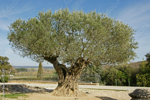 olivier millenaire