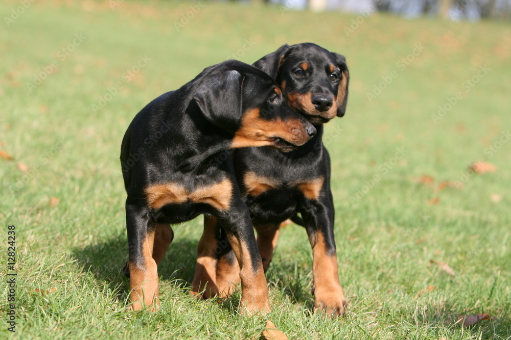 moment de tendresse de deux chiots dobermann moment de tendresse de deux chiots dobermann