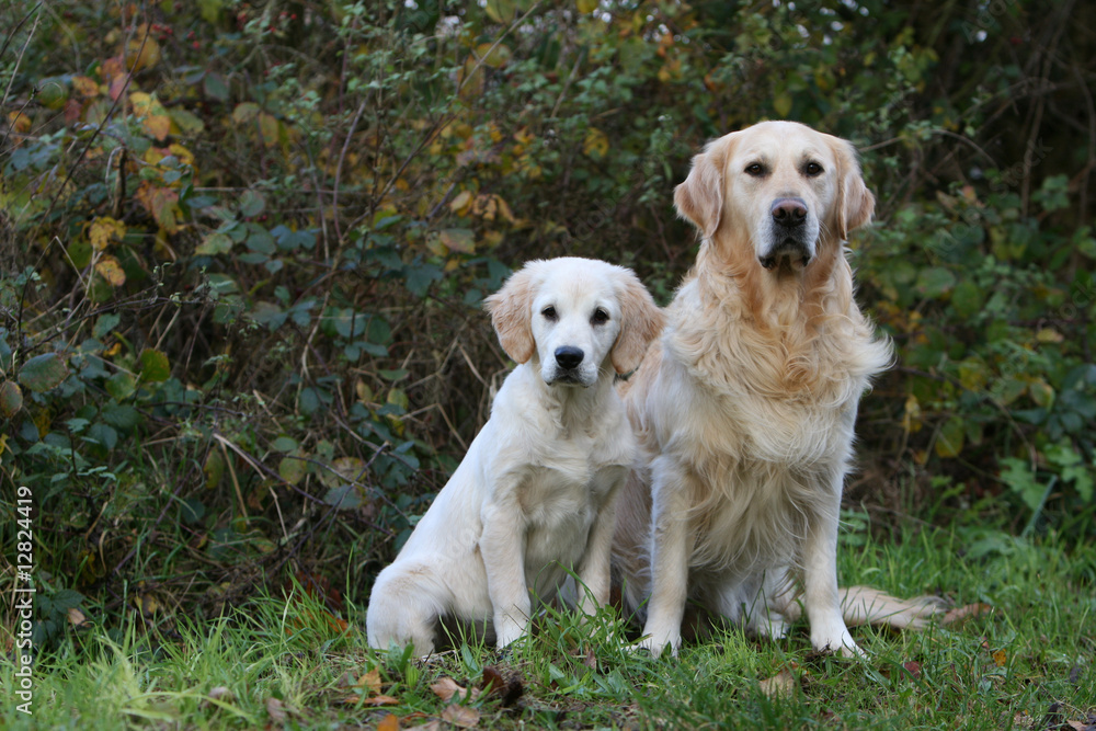 la pose detente de deux golden retriever à la campagne