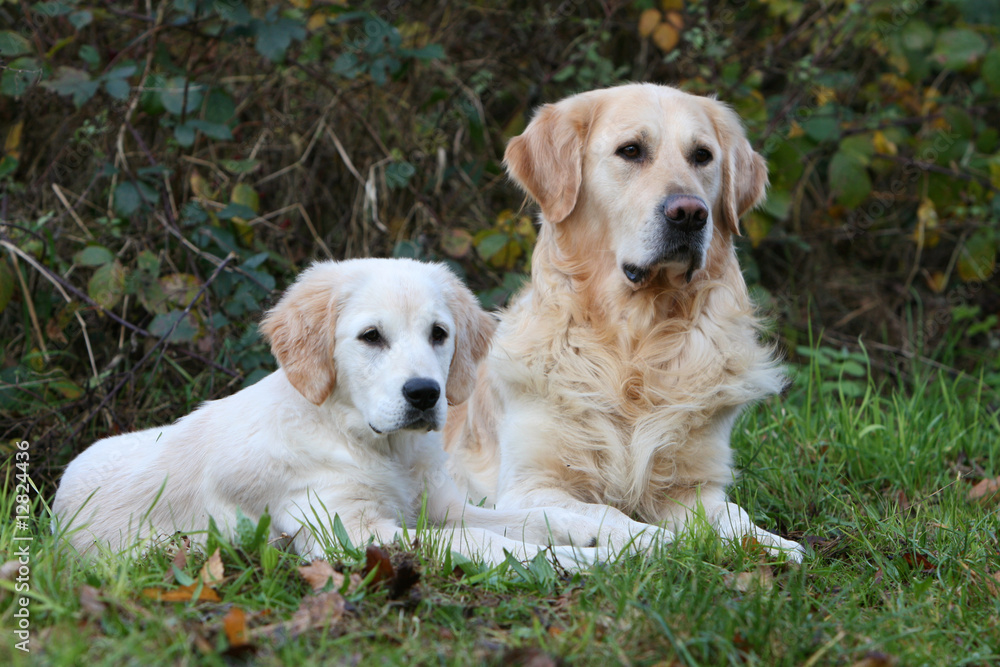 pose d'un couple golden retriever allongé dans le jardin pose d'un couple golden retriever allongé dans le jardin