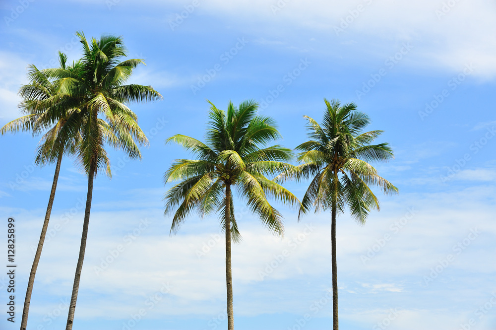 Obraz premium coconut trees