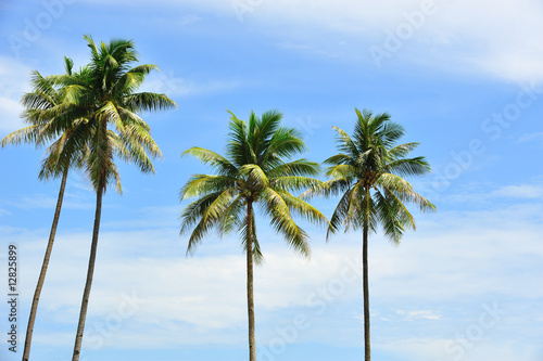 coconut trees © Jie Xu