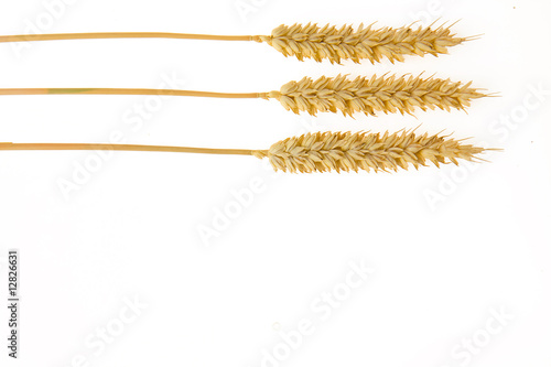 wheat on white background