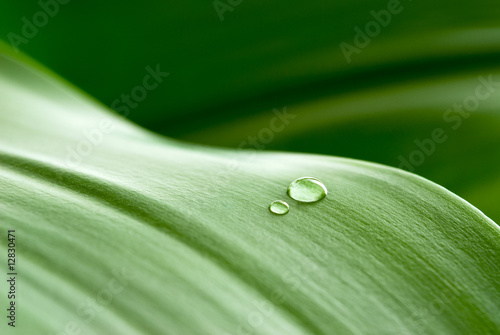 crystalline drops on leaf photo