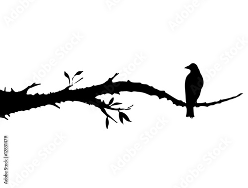 crow